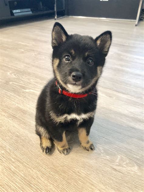 Ready for my close up! | Shiba inu colors, Shiba inu, Shiba inu puppy