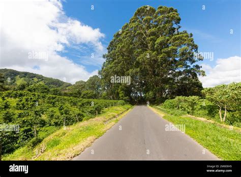 Costa Rica coffee plantations road Stock Photo - Alamy