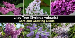 Lilac Tree: Care and Growing Guide (With Pictures)