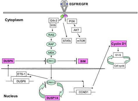 EGFR - EGFR - JapaneseClass.jp