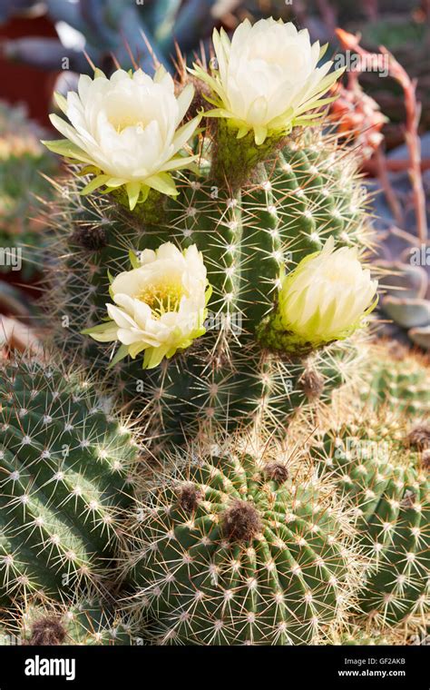 Spiny plant with yellow flowers hi-res stock photography and images - Alamy