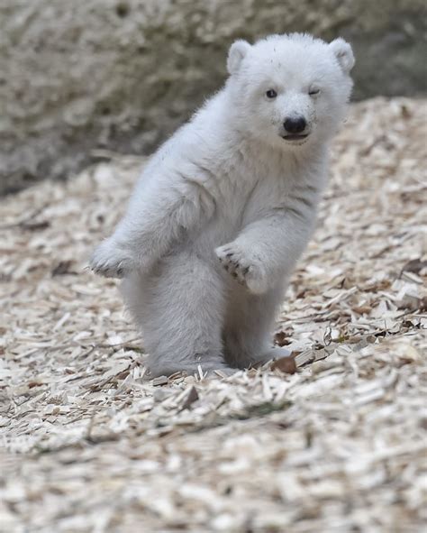 Ce bébé ours polaire découvre le monde extérieur pour la première fois