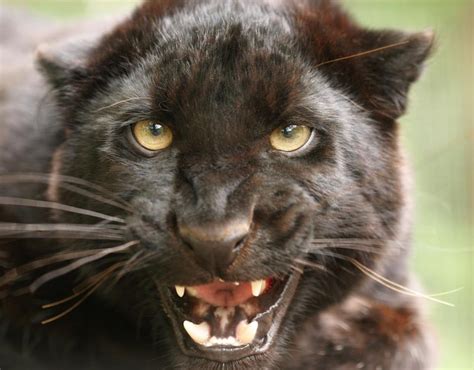 Black panther on loose in Scotland: Is it legal to keep wild cat in UK ...