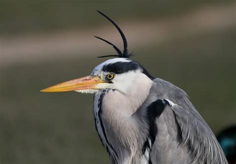 Brian's birding blog: Grey Heron