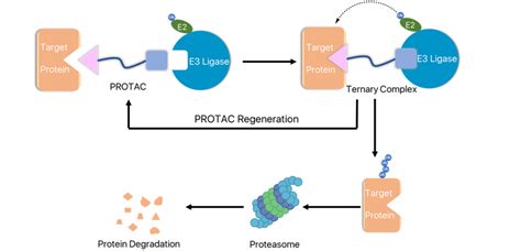 Novel PROTAC has a two-front improvement