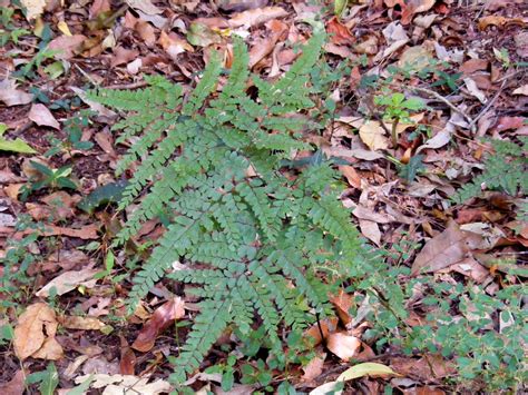 Days on the Claise: Ferns in the Rainforest