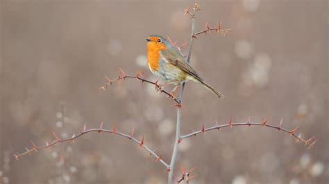 3840x2160 European Robin 4K ,HD 4k Wallpapers,Images,Backgrounds,Photos and Pictures