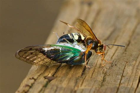 Cicada Killer Larvae: Trials & Tribulations of Tiny Wasps - What's That ...