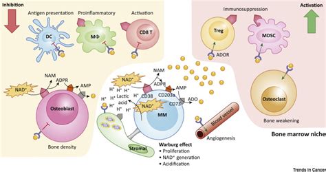 Targeting NAD+ Synthesis to Potentiate CD38-Based Immunotherapy of Multiple Myeloma: Trends in ...