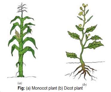 Diagram Of A Dicot Plant