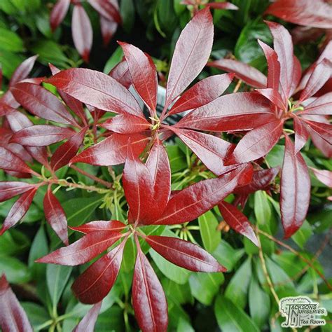 30 HD How To Care For Pieris Japonica Katsura - insectza