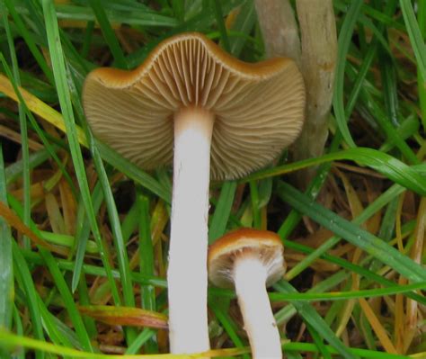 Psilocybe cyanescens – Mushrooms Up! Edible and Poisonous Species of Coastal BC and the Pacific ...