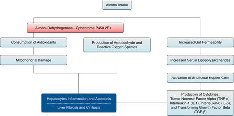 Diagnosis and Management of Alcoholic Liver Disease