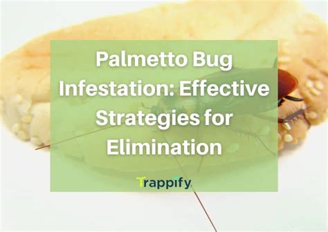 Palmetto Bug Infestation: Effective Strategies for Elimination