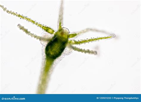 Hydra Under the Microscope for Education. Stock Image - Image of hydrozoans, cnidaria: 125921233