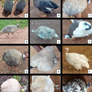 Plumage colors; pearl grey a , black b , cinnamon c , lavender d , pied... | Download Scientific ...