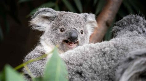 300+ Beautiful, Cute, And Funny Koala Names | Names Cluster