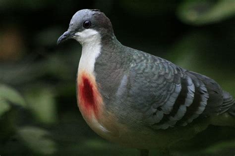 Luzon Bleeding-Heart: A Dove That Looks Shot Through the Heart | Amusing Planet