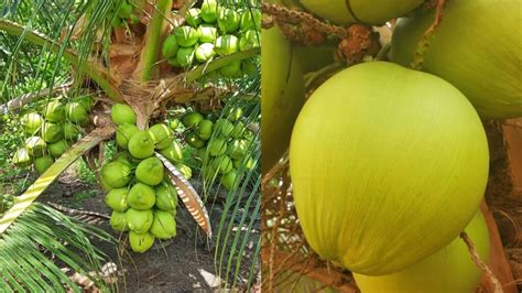 Dwarf Coconut Tree Farming | Hybrid Coconuts - Discover Agriculture