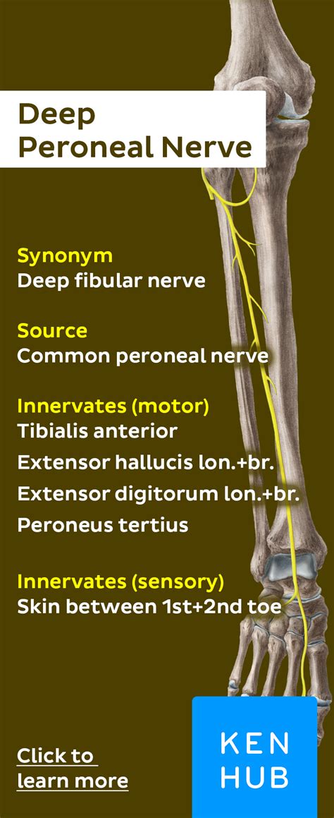 Deep fibular (peroneal) nerve | Nerve anatomy, Medical anatomy, Muscle anatomy