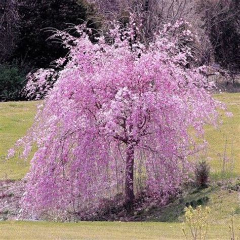 Gemini_mall® 20pcs Pinl Weeping Cherry Tree Seeds Garden Yard Dwarf ...