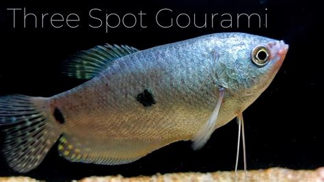 Three Spot Gouramis: An Introduction to These Beautiful Fish ...