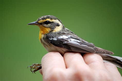 Minnesota Birdnerd: Warblers 2-Common Residents of Minnesota