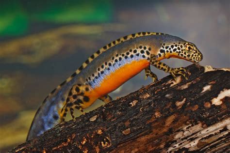 Facts About Newts | Live Science