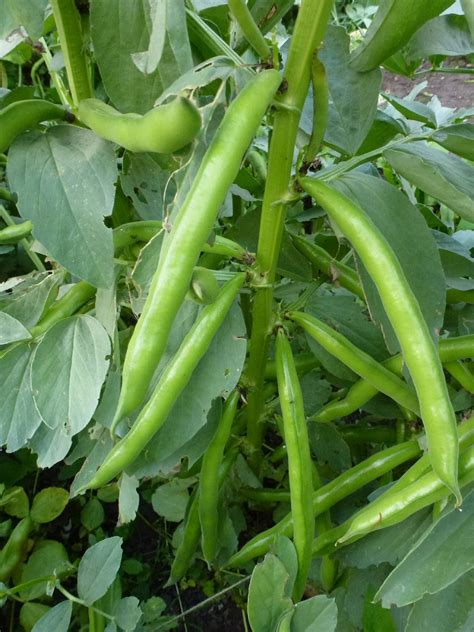 6 Tips for Growing Broad Beans - Real Men Sow