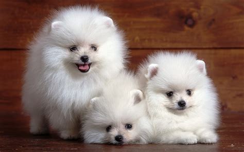 Cute Japanese Spitz High Definition Wallpaper 52762 - Baltana