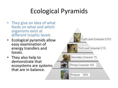 Kelp Forest Energy Pyramid