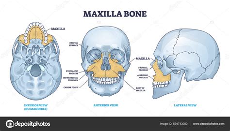 Mandible And Maxilla Anatomy