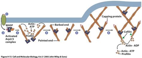 Cell Biology: Actin Filaments Flashcards | Quizlet