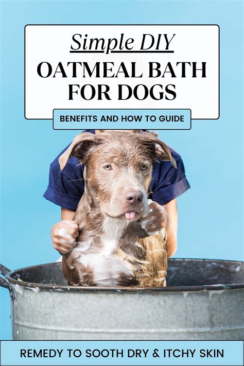 The Benefits of a Colloidal Oatmeal Bath For Dogs