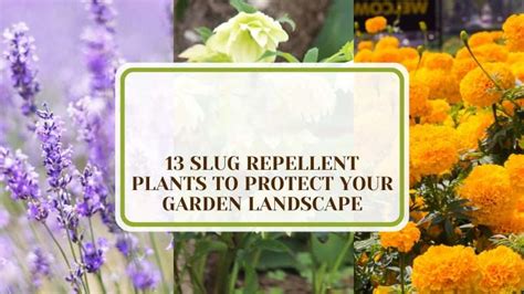 13 Slug Repellent Plants To Protect Your Garden Landscape - Plant America