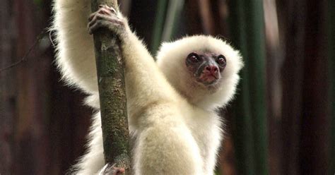 Endangered Strangers: The Silky Sifaka Lemur