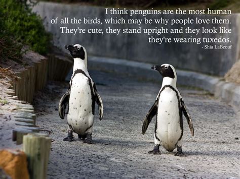 I think penguins are the most human of all the birds, which may be why people love them. They're ...