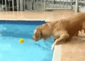 Golden Retriever GIFs - Get the best GIF on GIPHY