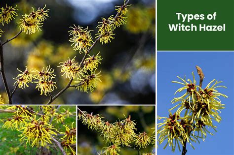 Different Types Of Witch Hazel Varieties To Add To Your Garden - EmbraceGardening