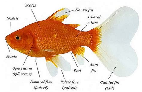 Goldfish Anatomy - Anatomy Reading Source