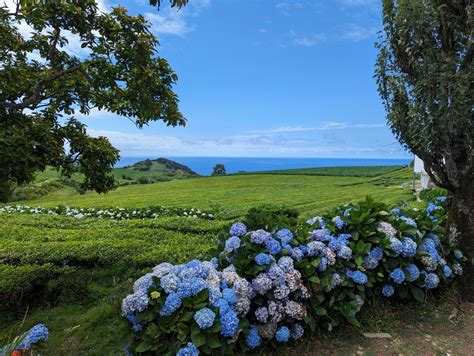 The Azores: Volcanoes, Hydrangeas and Cozido