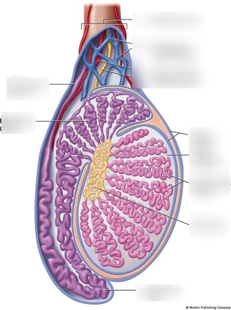 Testes DIAGRAM Diagram | Quizlet