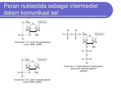 Struktur fungsi asam nukleat