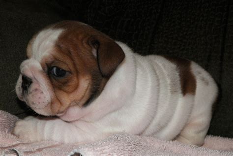 Available Mini Bulldog | Mini Bulldog Puppies For SaleManhattan Puppies ...