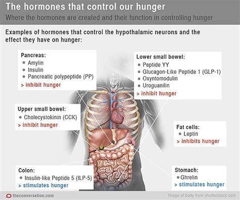 Can a Ketogenic Diet Help Control Appetite and Hunger? | KetoDiet Blog