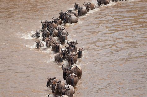 Great Wildebeest Migration river crossing | Smithsonian Photo Contest ...