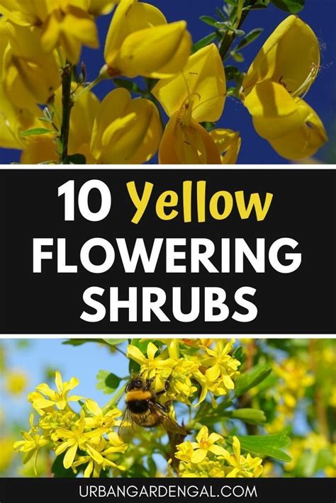 Names Of Yellow Spring Shrubs