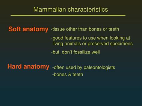 Mammalian characteristics - ppt download