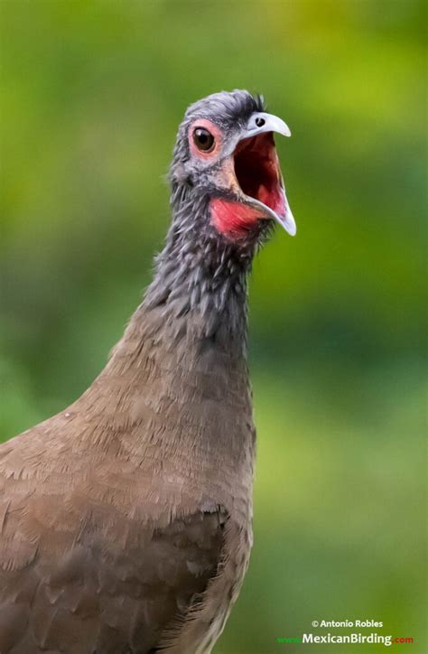 West Mexican Chachalaca - Mexican Birding