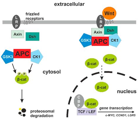 Wnt Signaling Pathway Cancer